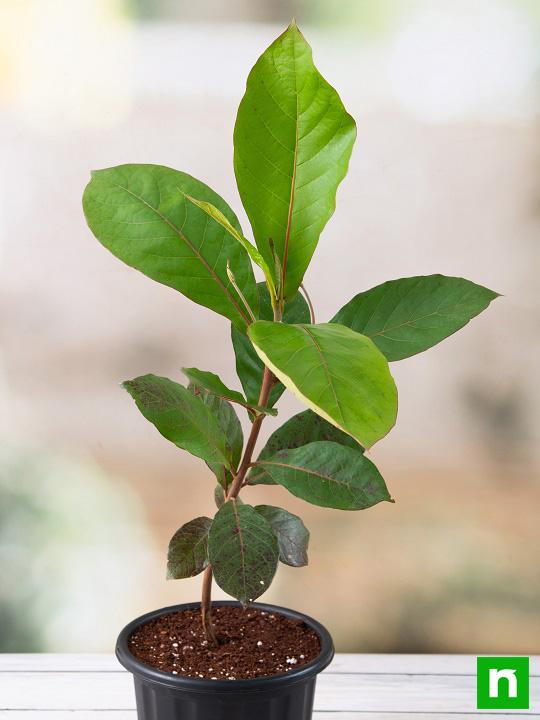 Badam Tree, Indian Almond Tree, Terminalia catappa - Plant - Image 2