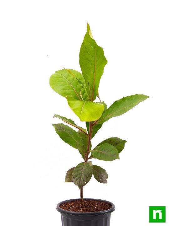 Badam Tree, Indian Almond Tree, Terminalia catappa - Plant - Image 3