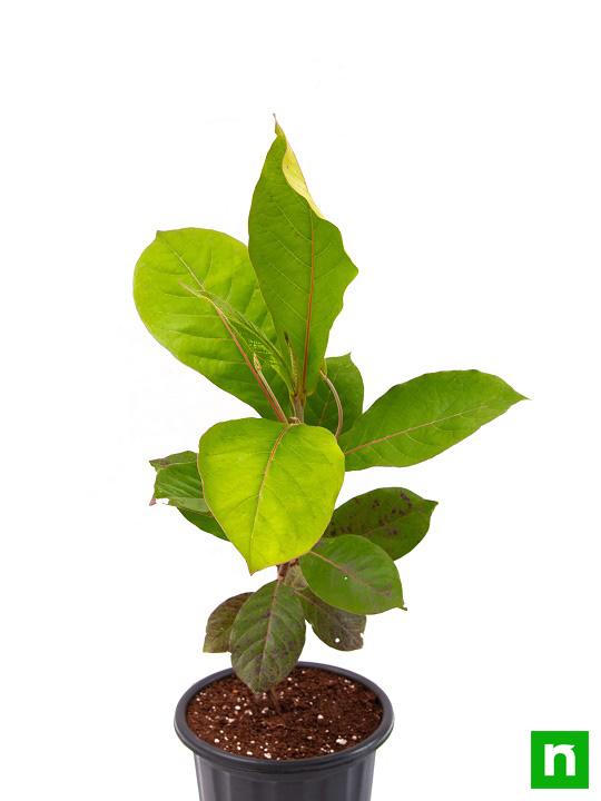 Badam Tree, Indian Almond Tree, Terminalia catappa - Plant - Image 4
