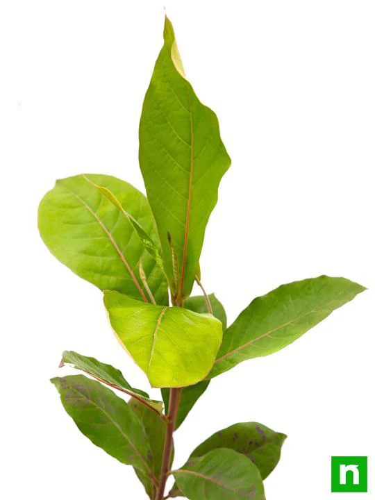 Badam Tree, Indian Almond Tree, Terminalia catappa - Plant - Image 5