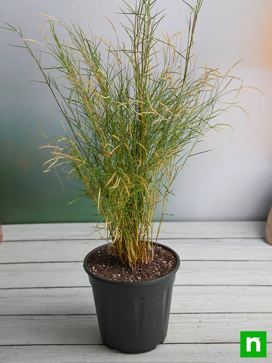 Bamboo Grass - Plant - Image 2