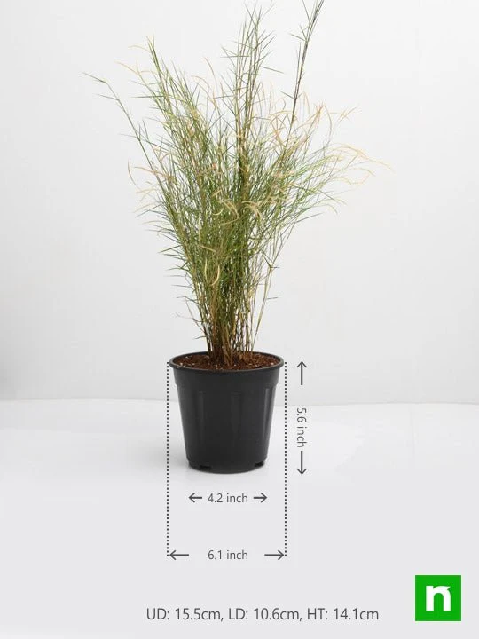 Bamboo Grass - Plant - Image 3
