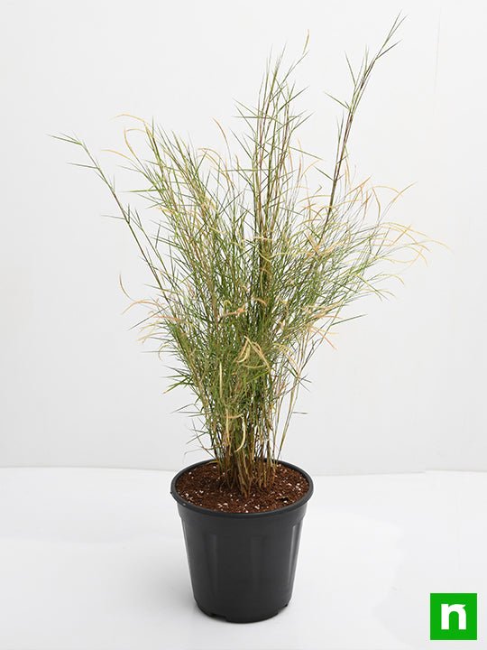 Bamboo Grass - Plant - Image 4