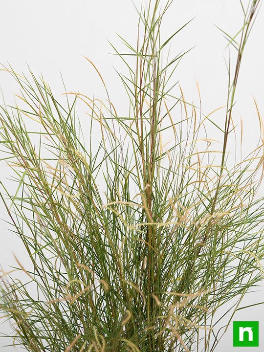 Bamboo Grass - Plant - Image 5