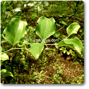 Bamboo Greenbrier, Smilax Pseudo - Plant