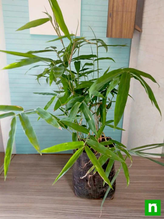 Bambusa bambos, Tree of Punarvasu Nakshatra, Gemini or Mithun Rashi - Plant - Image 2