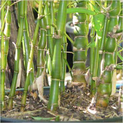 Bambusa Ventricosa, Buddha Belly Bamboo - Plant - Image 2