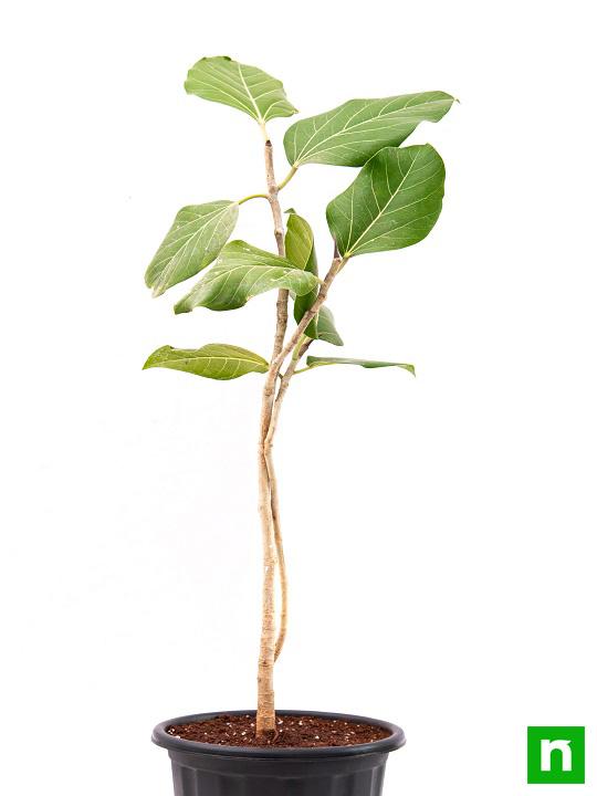 Banyan Tree, Ficus benghalensis - Plant - Image 3