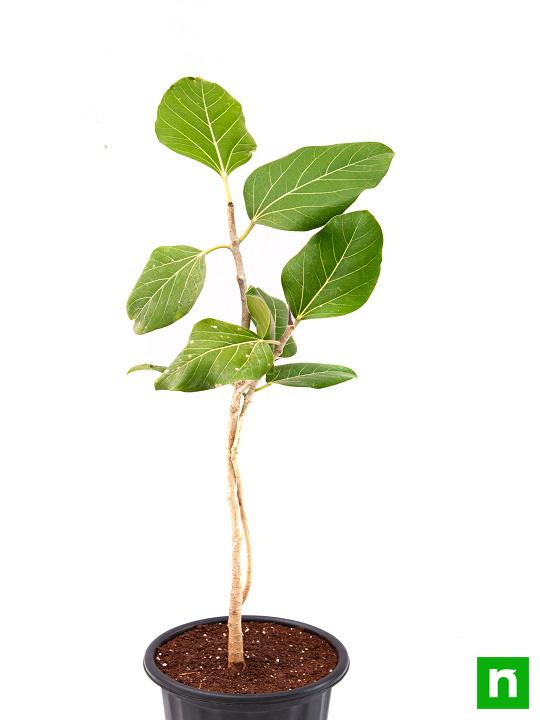 Banyan Tree, Ficus benghalensis - Plant - Image 4