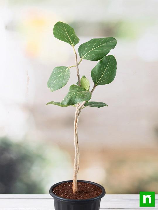 Banyan, Tree of Magha Nakshatra, Leo or Singh Rashi - Plant - Image 2