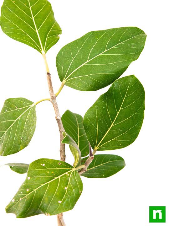 Banyan, Tree of Magha Nakshatra, Leo or Singh Rashi - Plant - Image 5