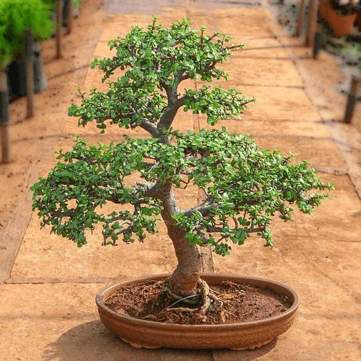 Basic Bonsai Techniques - Workshop - Image 2
