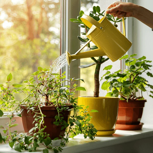 Basics of Plant Parenting - Workshop - Image 2