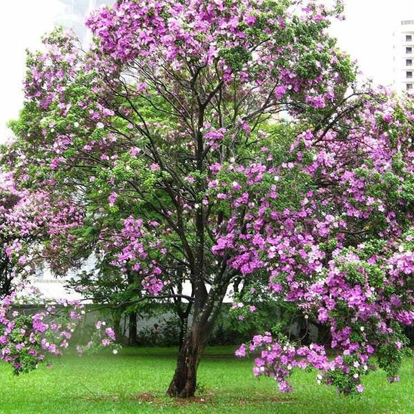 Bauhinia Variegated, Kachnar, Orchid Tree - 0.5 kg Seeds - Image 2