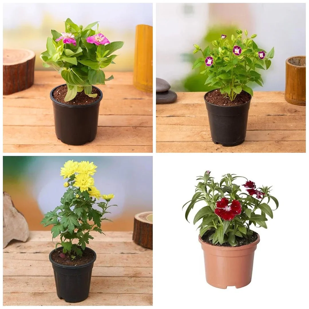 Beautiful Flowers of the Season - Image 3