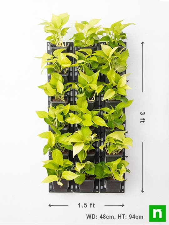 Beautiful Golden Foliage Plants for Vertical Garden - Image 3
