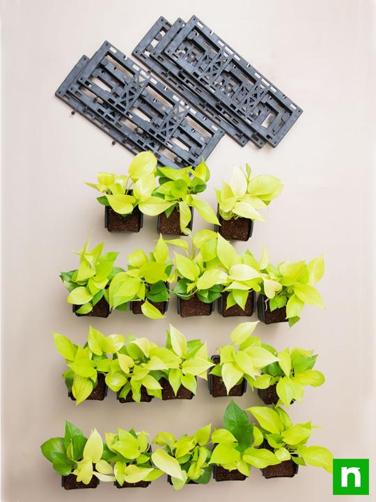 Beautiful Golden Foliage Plants for Vertical Garden - Image 4