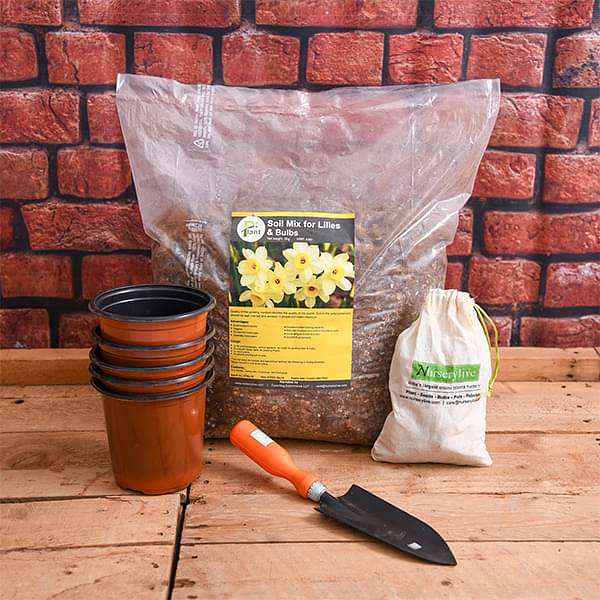 Beautiful Tulip Bulbs - Garden Pack - Image 2