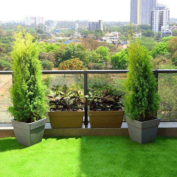 Beautify Garden at Terrace with Popular Foliage Plants - Image 2