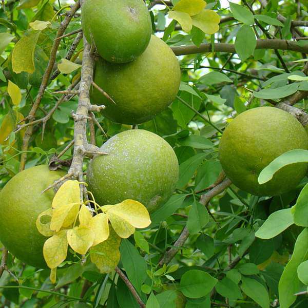 Bel Tree, Bilva Patra, Bel Patra ( Grown through seeds ) - Plant
