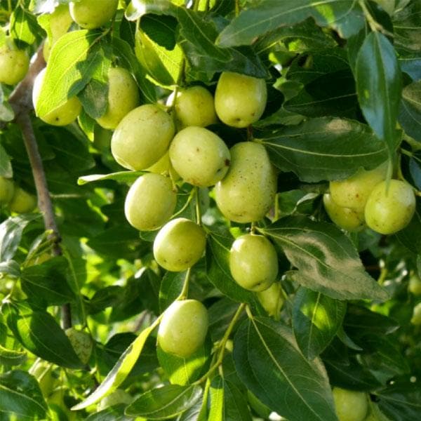 Ber Fruit, Ziziphus mauritiana (Grafted) - Plant