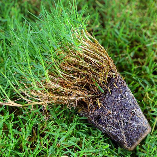 Bermuda Lawn Grass - 250 g seeds - Image 2