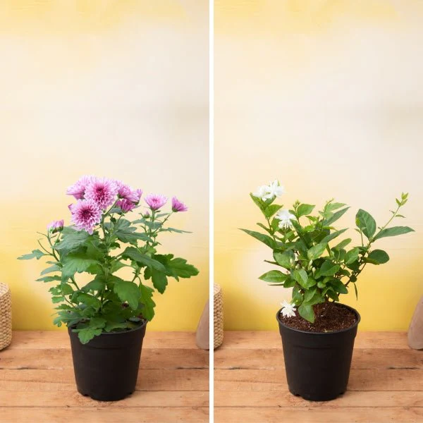 Best 2 Fragrant Plants Pack - Image 2