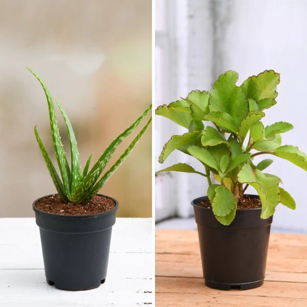 Best 2 Medicinal Plants - Image 2