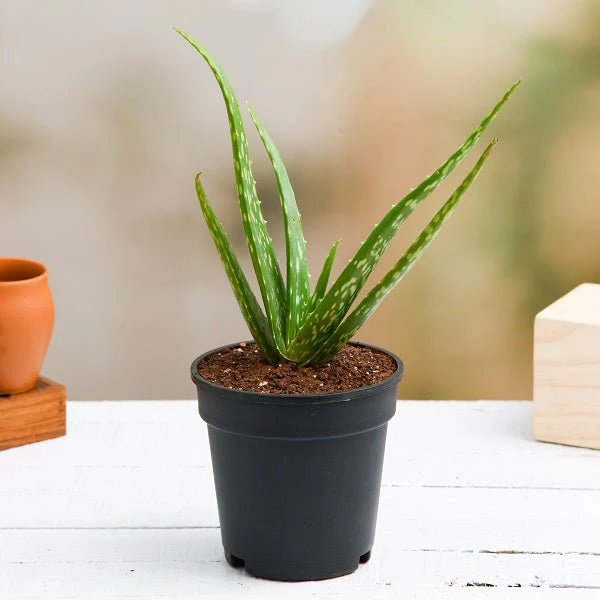 Best 2 Medicinal Plants - Image 4