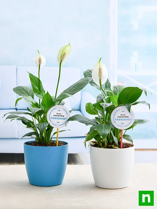 Best 2 Peace lily Plants for our Understanding Friendship - Image 2