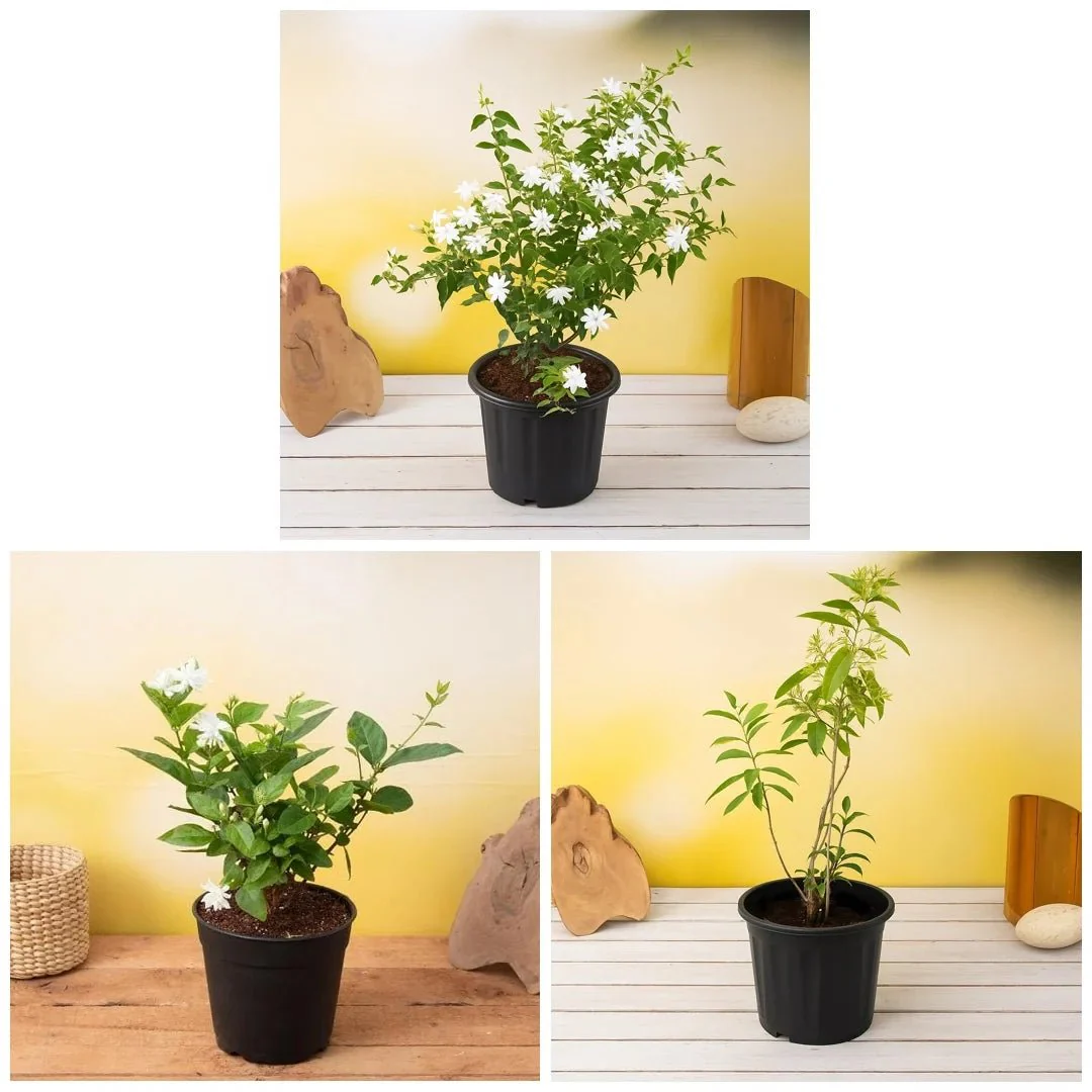 Best 3 Aromatic Plants Pack - Image 2