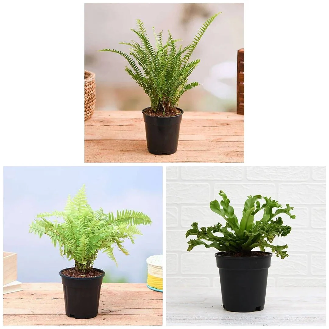 Best 3 Ferns for Indoor Plant Decor - Image 2