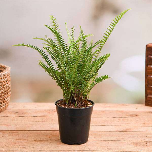 Best 3 Indoor Pollution Killer Plants Pack - Image 2