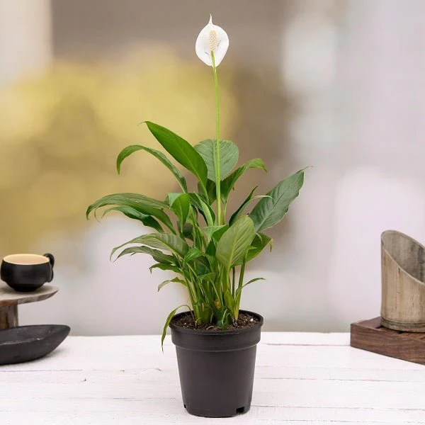 Best 3 Indoor Pollution Killer Plants Pack - Image 3