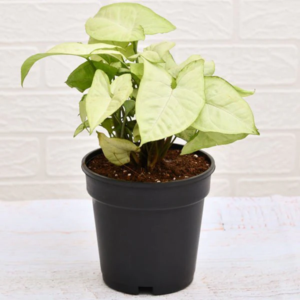 Best 3 Indoor Pollution Killer Plants Pack - Image 4