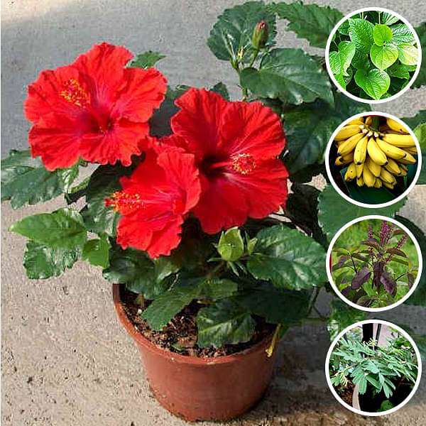 Best 5 Auspicious Plants for Ganesh Pooja - Image 2