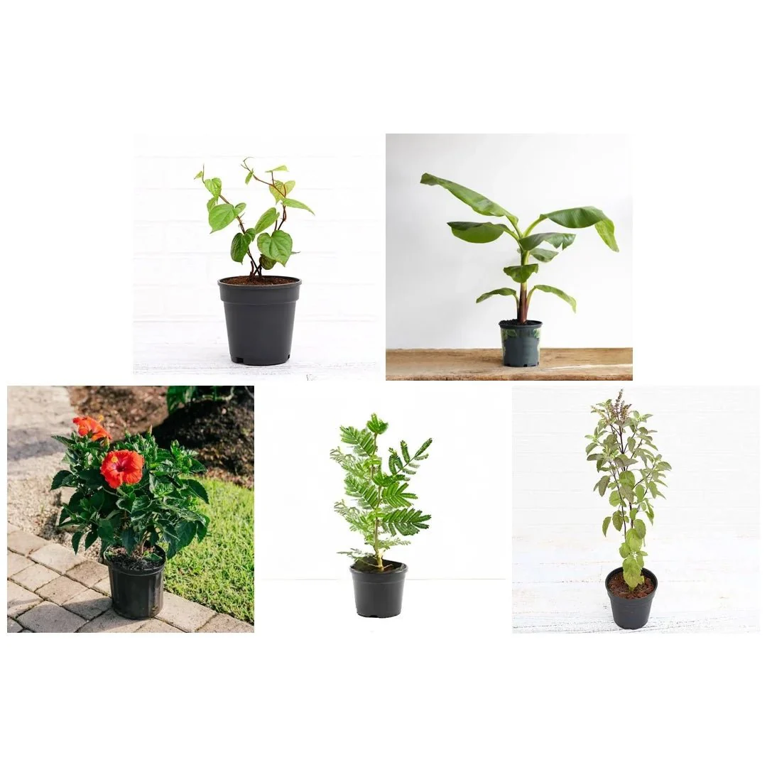 Best 5 Auspicious Plants for Ganesh Pooja - Image 3