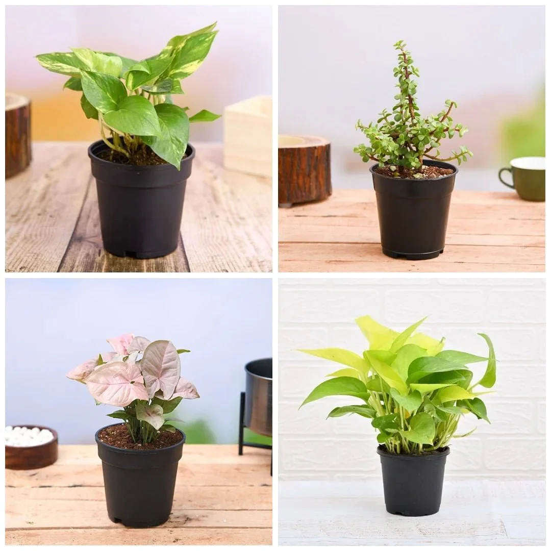 Best 6 Air Purifying Indoor Plants Pack - Image 3