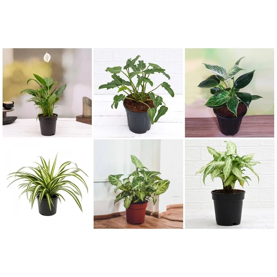 Best 6 Plants for Perfect Indoor Garden - Image 2