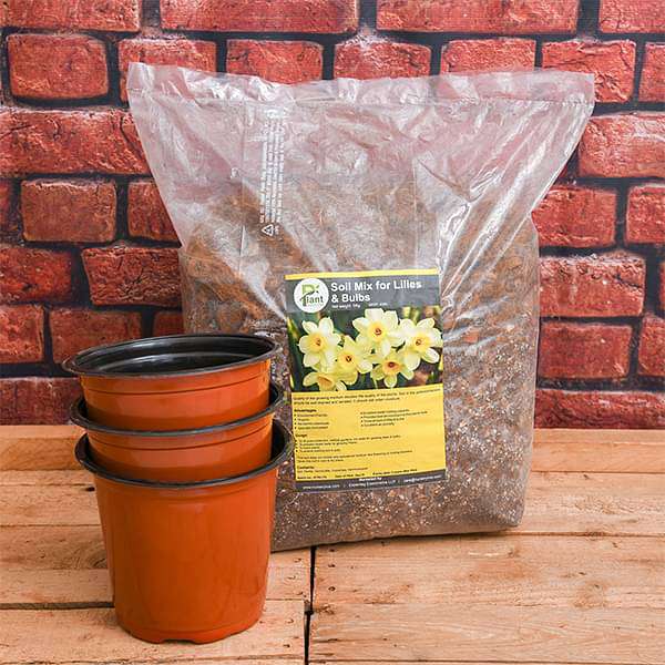 Best Flowering Bulbs - Garden Pack - Image 2