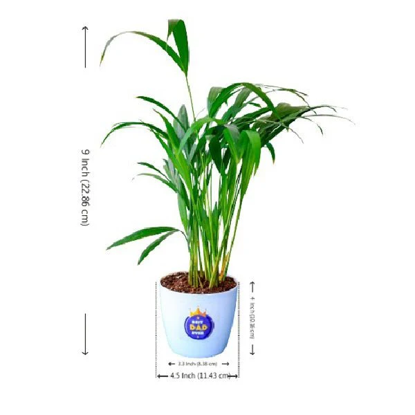 Best Indoor Areca Palm for Best Dad Ever - Image 2