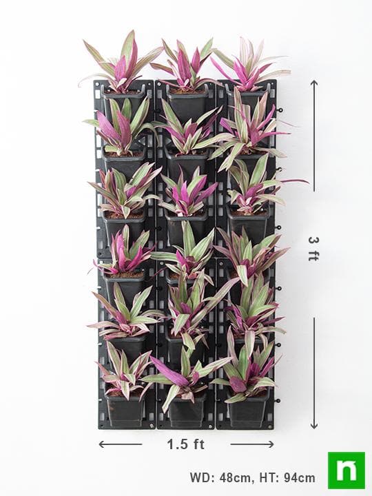 Best Outdoor Plants for Vertical Garden - Image 3