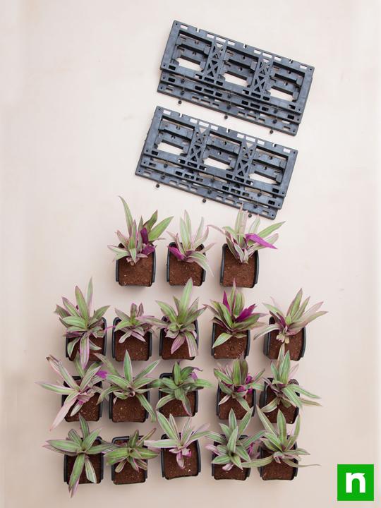 Best Outdoor Plants for Vertical Garden - Image 4