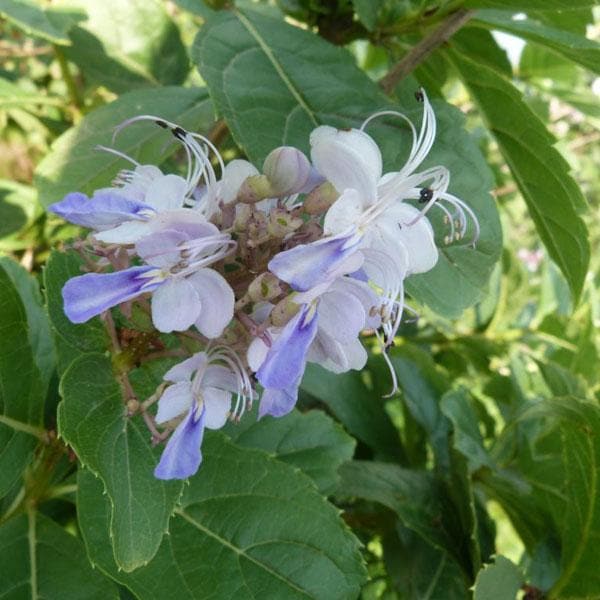 Bharangee (Bharangi) - Plant