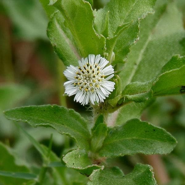 Bhringraj, Eclipta Alba, Eclipta Prostrata - 0.5 kg Seeds
