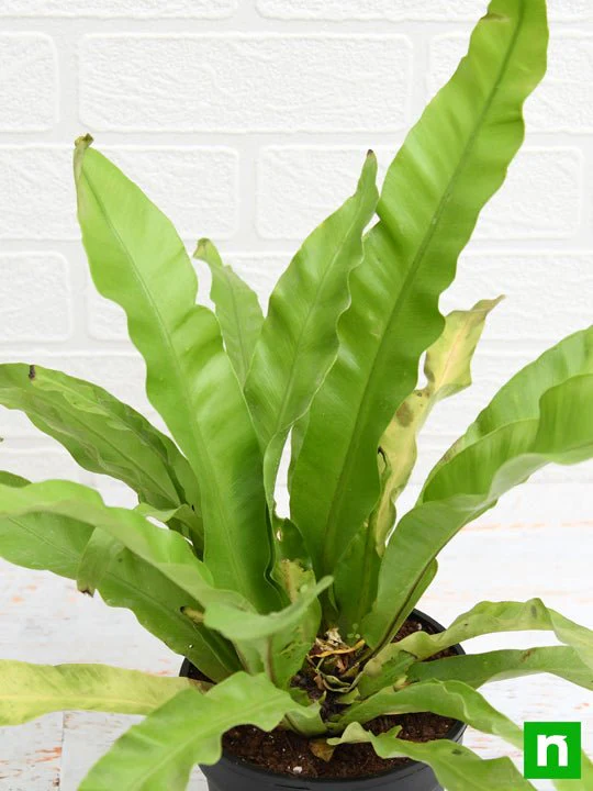 Bird Nest Fern, Asplenium nidus - Plant - Image 5