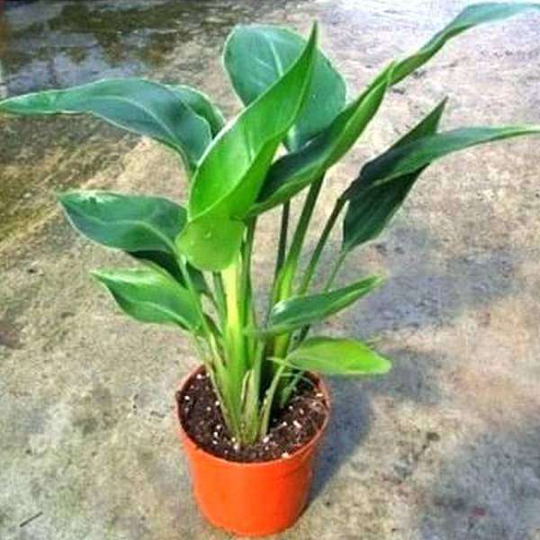 Bird of Paradise - Plant - Image 2