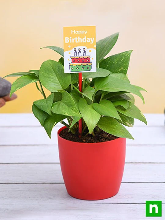 Birthday special money plant - Image 2