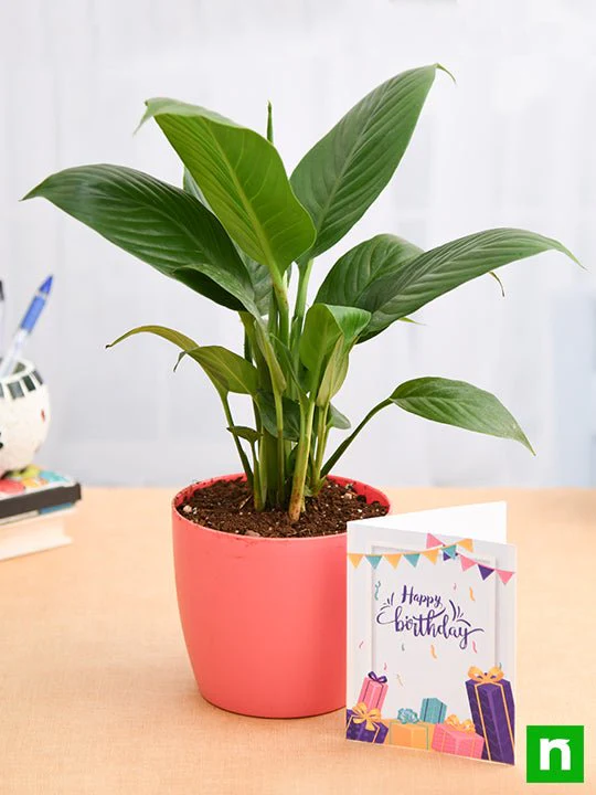 Birthday Wishes with Peace Lily Plant - Image 2