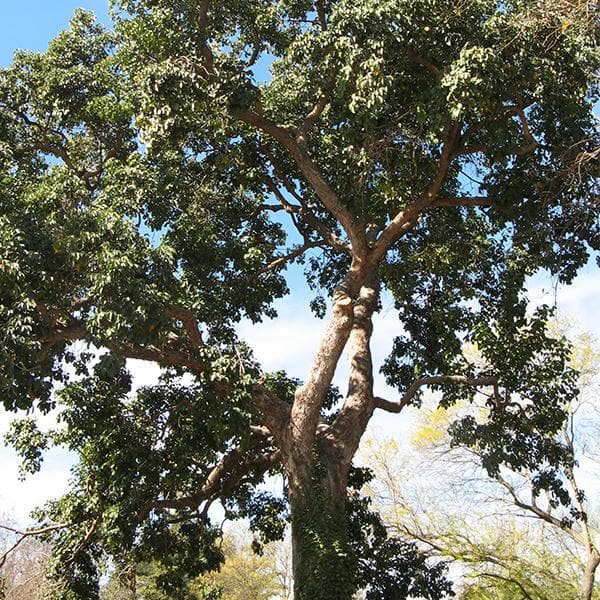 Bischofia Javanica, Bishop wood - 0.5 kg Seeds - Image 2